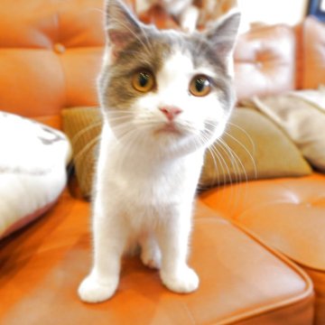 ブリティッシュショートヘア【茨城県・男の子・2025年7月1日・ブルー&ホワイト】の写真「保証・ﾜｸﾁﾝ代全て込みコミ😊ご見学のみ大歓迎！」