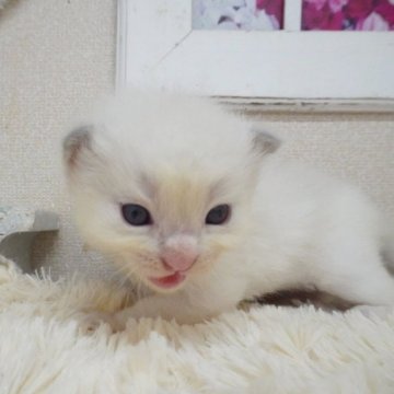 ラグドール【茨城県・男の子・2025年10月3日・ブルーポイントバイカラー】の写真「甘えん坊さんな男の子！」