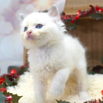 ラグドール【茨城県・女の子・2025年10月3日・ブルーポイントバイカラー】の写真「甘えん坊さんな女の子！」