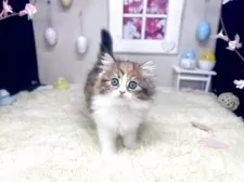 スコティッシュフォールド(立ち耳)