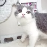 ブリティッシュショートヘア