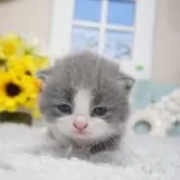 ブリティッシュショートヘア