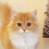 スコティッシュフォールド(立ち耳)