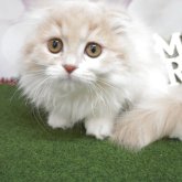 スコティッシュフォールド(折れ耳)