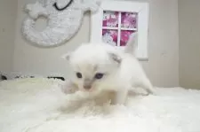 ラグドール【茨城県・女の子・2025年10月3日・ブルーポイントバイカラー】の写真2「ヨチヨチ歩きで行進中♪」