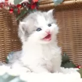 サイベリアン【茨城県・男の子・2025年10月13日・ブルーホワイト】の写真2「甘えん坊さんに育っています♪」