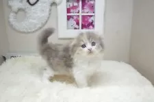 スコティッシュフォールド(折れ耳)【茨城県・女の子・2025年8月26日・ダイリュートキャリコ】の写真8「パパに似て毛量はしっかりとしております！😸」