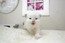 ラグドール【茨城県・女の子・2025年10月3日・ブルーポイントバイカラー】の写真3「お鼻の黒い模様がチャームポイントです☆」