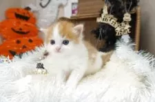 スコティッシュフォールド(立ち耳)【茨城県・男の子・2025年10月1日・レッド&ホワイト】の写真3「お昼寝が大好き！💖」