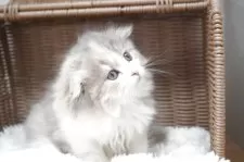 スコティッシュフォールド(折れ耳)【茨城県・女の子・2025年8月26日・ダイリュートキャリコ】の写真6