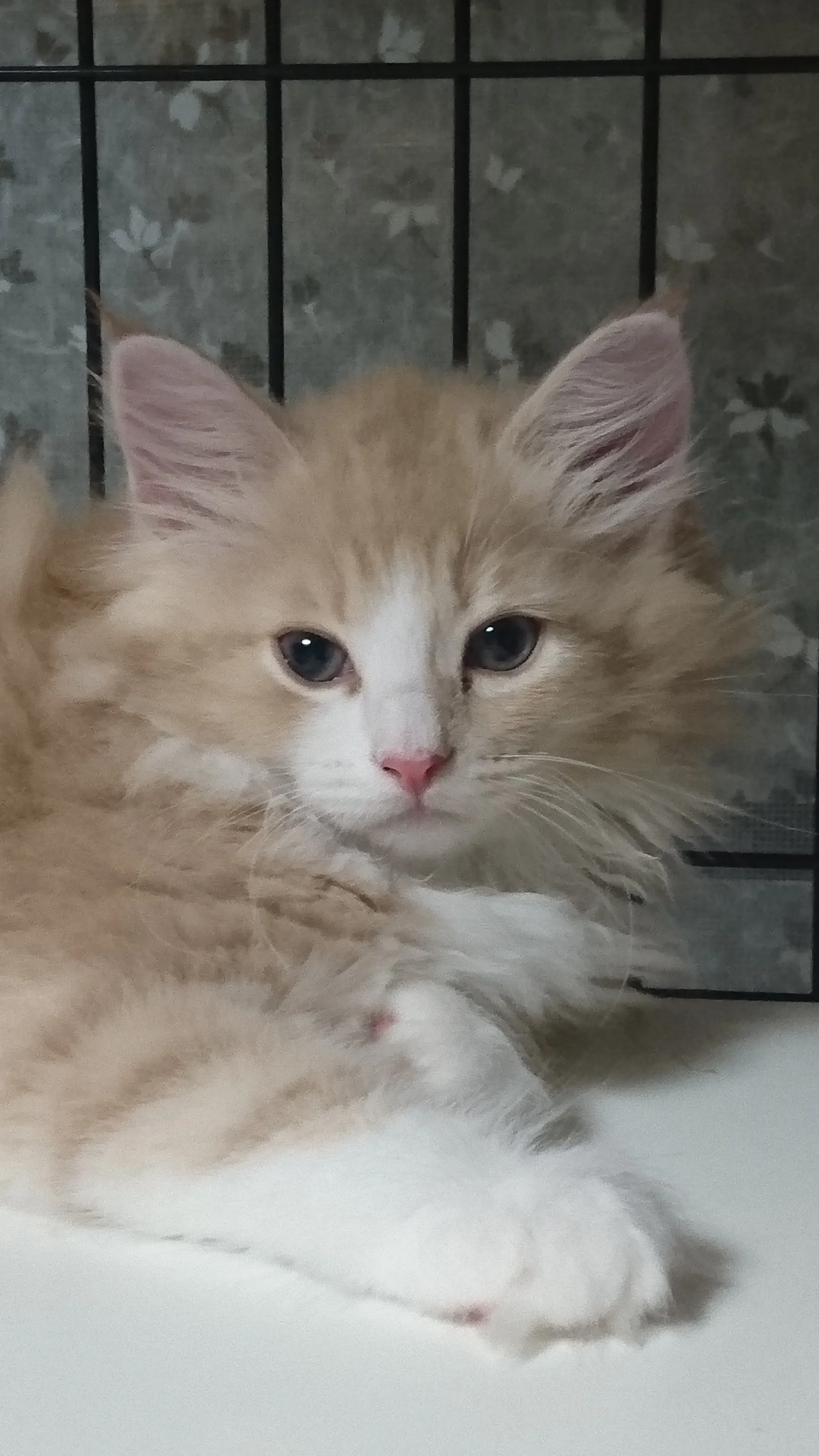 ID:1606-00962の子猫