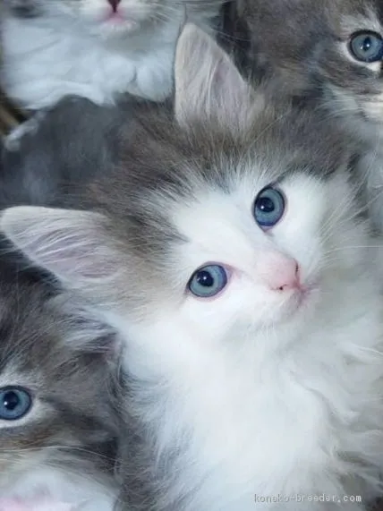 ID：2002-01059の子猫