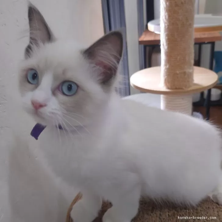 ID：2406-03511の子猫