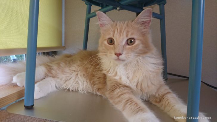 ID:1706-01311の子猫