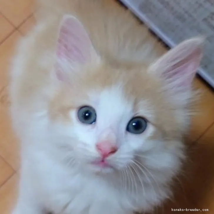 ID:2307-02548の子猫