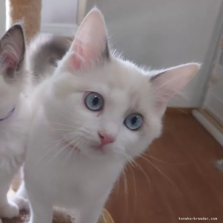 ID：2406-03687の子猫