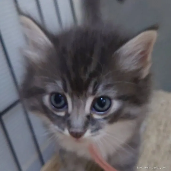 ID:2308-02893の子猫