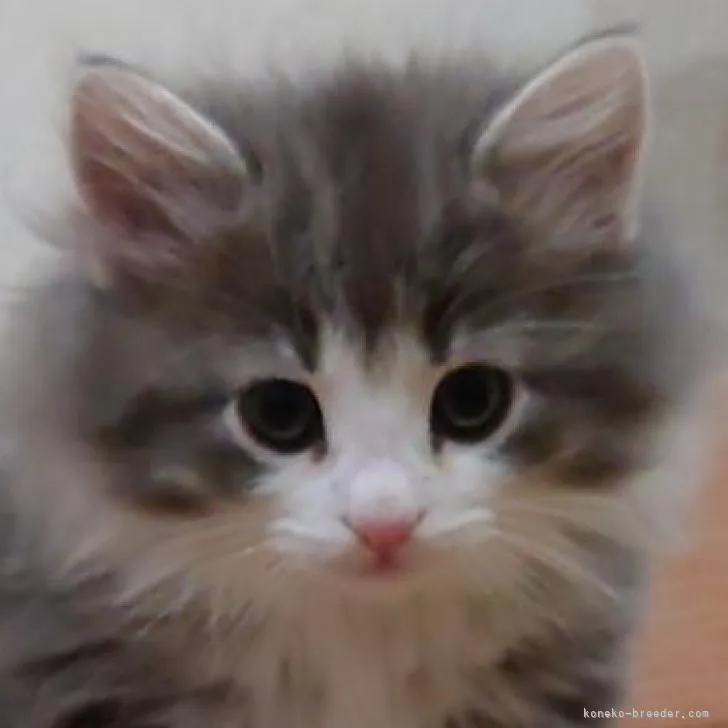 ID:2211-01510の子猫