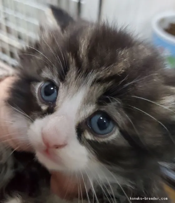 ID：2001-00534の子猫