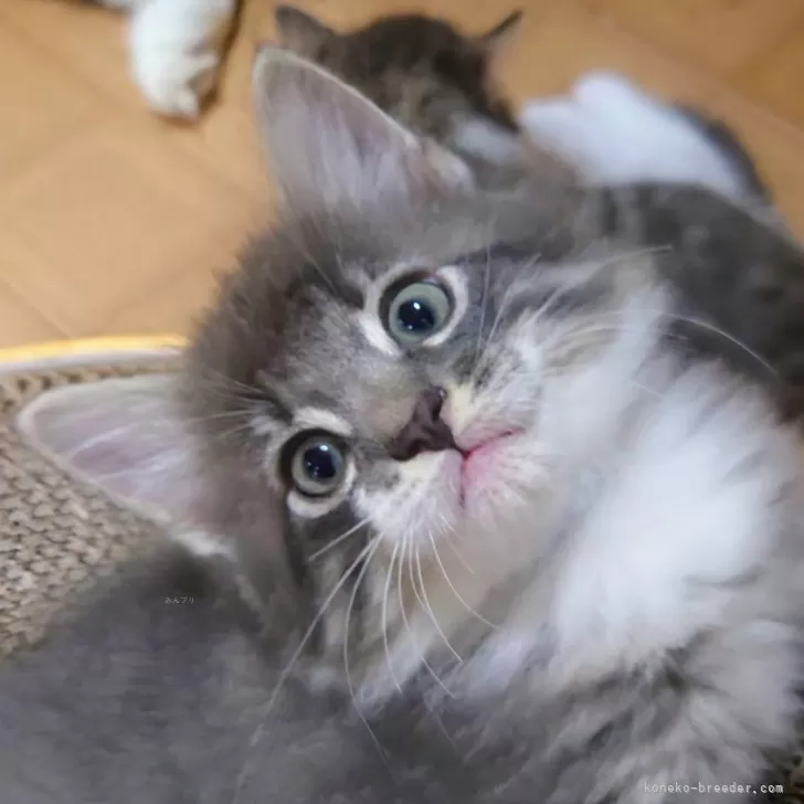 ID：2410-00106の子猫