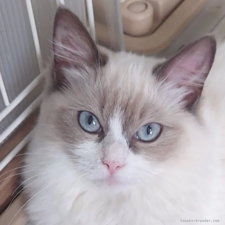 ID:2309-00955の子猫