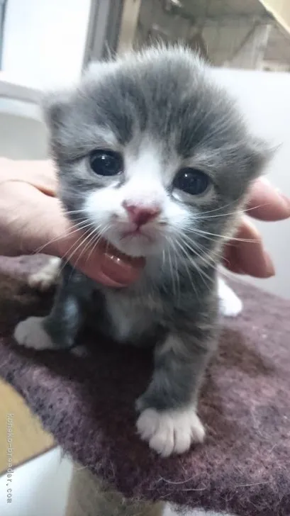ID：1903-00483の子猫