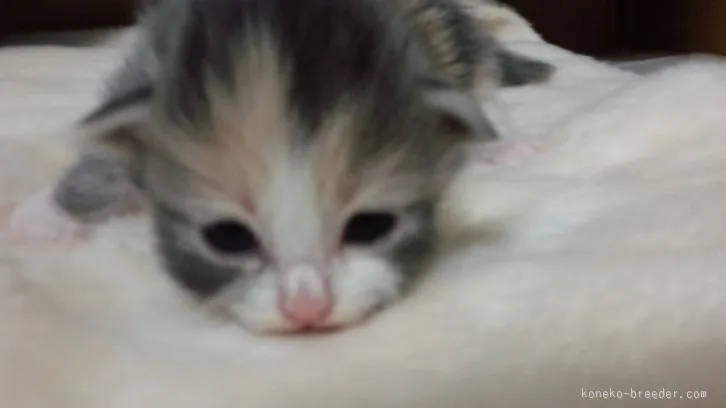 ID：1602-00342の子猫