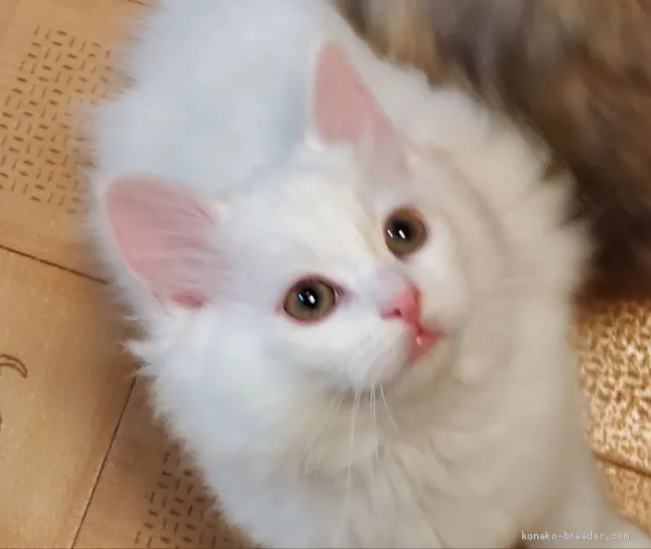 ID:2001-00068の子猫