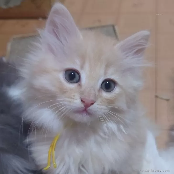 ID:2312-02836の子猫