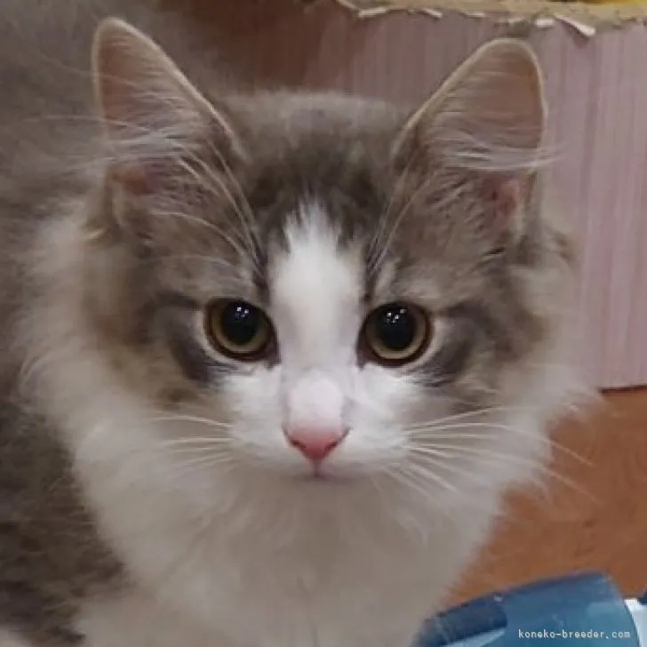 ID：2303-02805の子猫