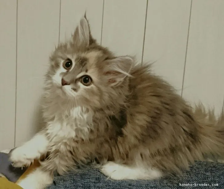 ID：1611-00200の子猫