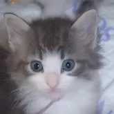 ノルウェージャンフォレストキャット【滋賀県・男の子・2024年7月21日・ブルーマッカレルタビー&ホワイト】の写真1