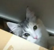 ノルウェージャンフォレストキャット【滋賀県・女の子・2017年7月15日・ブルーパッチドマッカレルタビー&ホワイト】の写真1