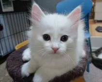 ノルウェージャンフォレストキャット【滋賀県・男の子・2019年2月22日・ホワイト】の写真1