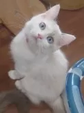 ラグドール【滋賀県・女の子・2024年5月15日・ブルーポイントバイカラー】の写真2