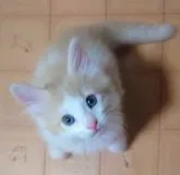 ノルウェージャンフォレストキャット【滋賀県・男の子・2023年6月15日・クリームタビー&ホワイト】の写真2