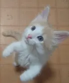 ノルウェージャンフォレストキャット【滋賀県・男の子・2023年6月15日・クリームタビー&ホワイト】の写真3