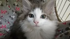 ノルウェージャンフォレストキャット【滋賀県・男の子・2018年7月17日・ブルーシルバーマッカレルタビー&ホワイト】の写真4