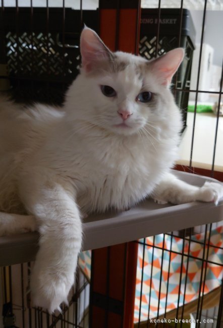 ラグドール【・男の子・2022年1月5日・ブルーポイントバイカラー】