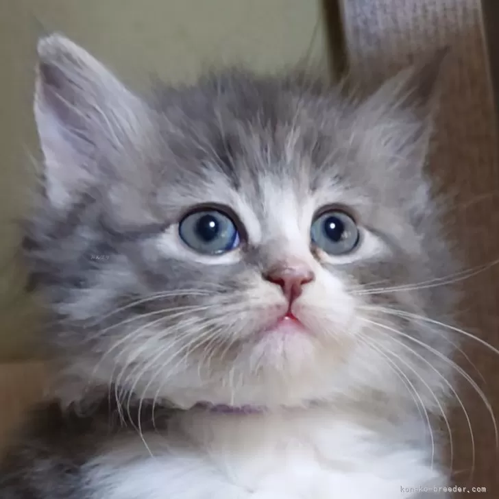 ID：2504-00512の子猫