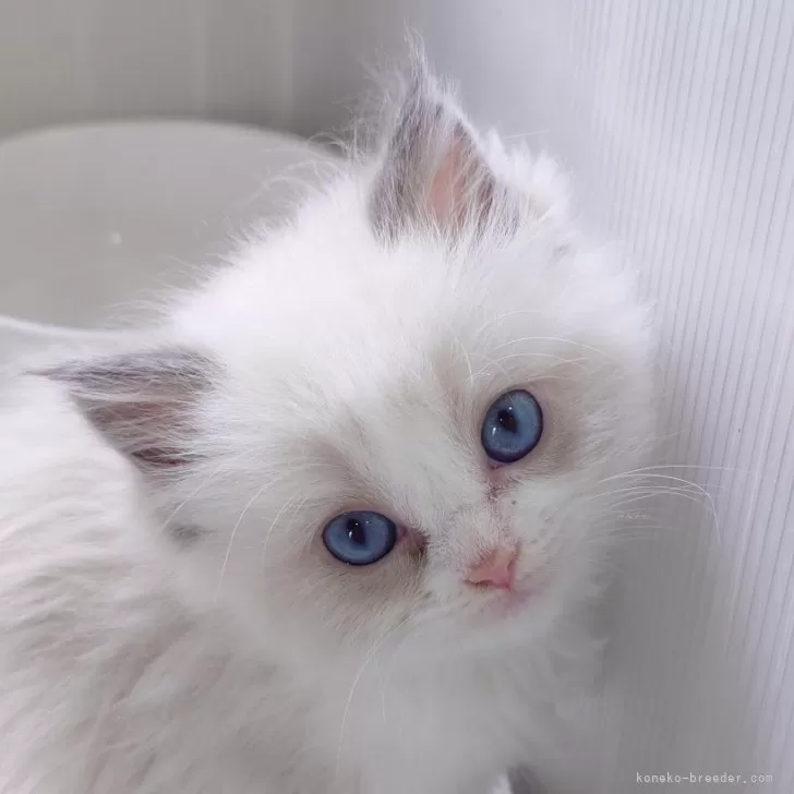 ID:2504-01316の子猫