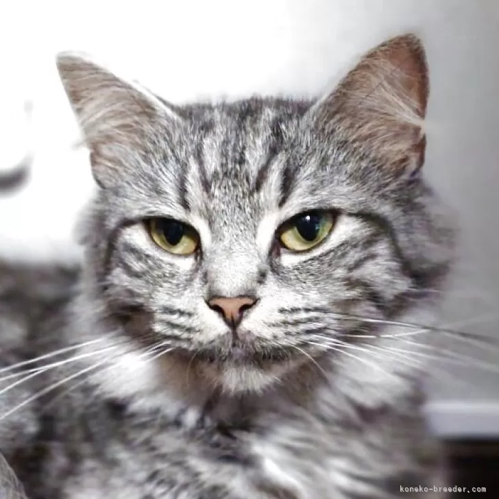 ID：2507-03200の子猫