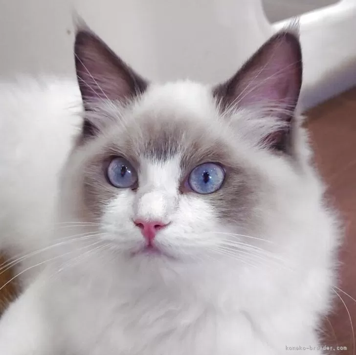 ラグドール【滋賀県・男の子・2025年2月21日・ブルーポイントバイカラー】の写真1
