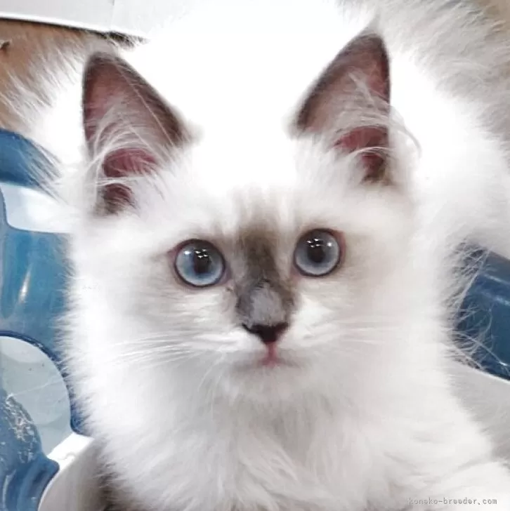 ID:2504-01320の子猫