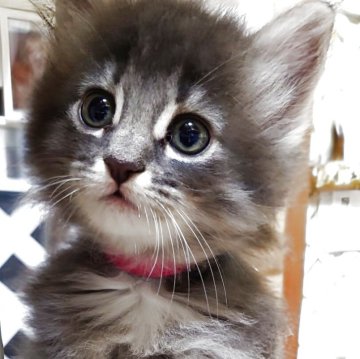 ノルウェージャンフォレストキャット【滋賀県・女の子・2025年10月17日・ブルーマッカレルタビー】の写真「アイラインくっきりの可愛い女の子」