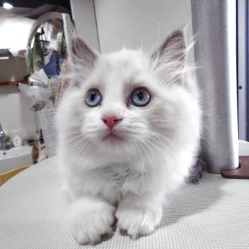 ラグドール【滋賀県・女の子・2025年10月3日・ブルーポイントバイカラー】の写真「元気いっぱい遊んでます」