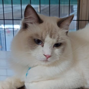 ラグドール【滋賀県・男の子・2025年2月21日・ブルーポイントバイカラー】の写真「がっしりとした体格で元気いっぱい
去勢手術済」