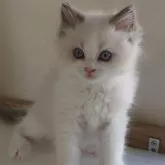 ラグドール【滋賀県・男の子・2025年2月21日・ブルーポイントバイカラー】の写真1