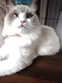 ラグドール【滋賀県・男の子・2025年2月21日・ブルーポイントバイカラー】の写真2