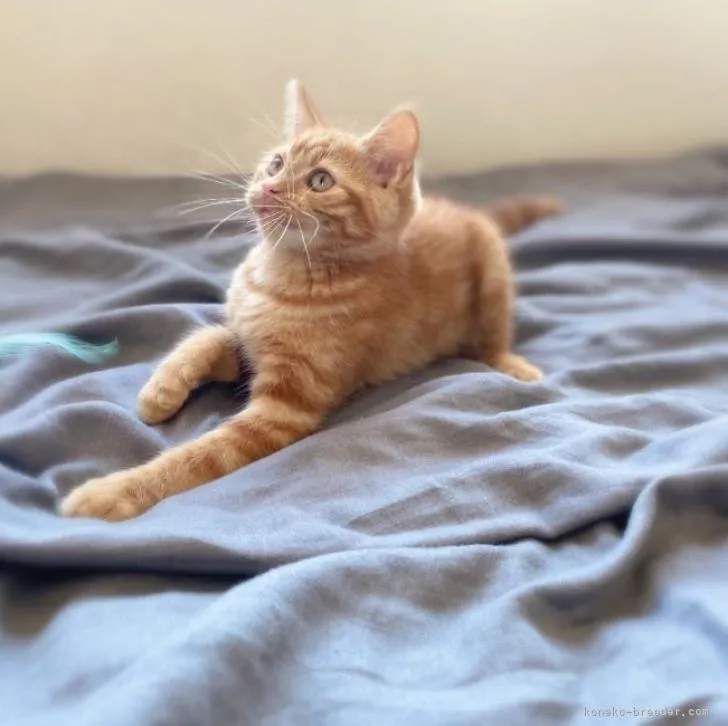 ID:2212-00089の子猫